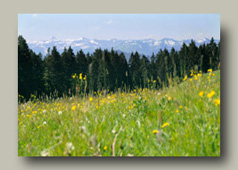 Scheidegg
